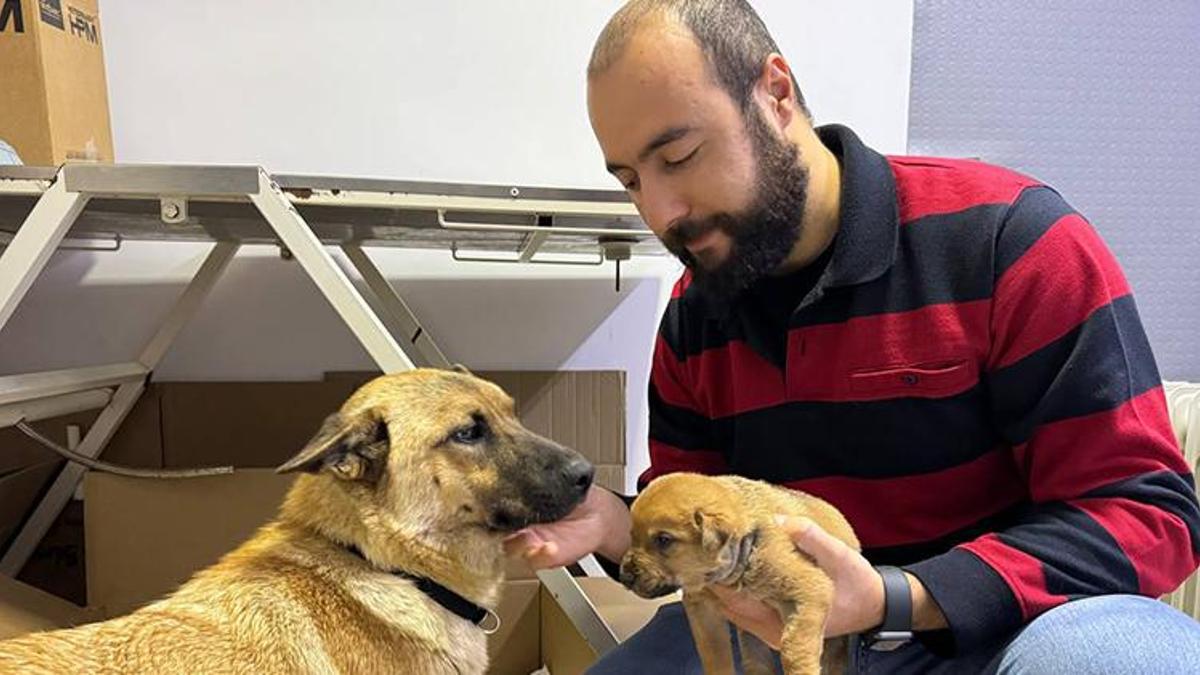 Beylikdüzü'nde sokak köpeği donmak üzere olan yavrusunu veterinere götürdü