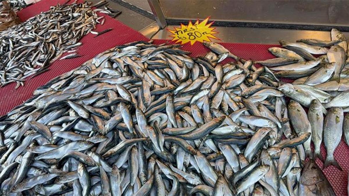 Mangal söndüren balık: Tırsi! Tezgahların gözdesi oldu