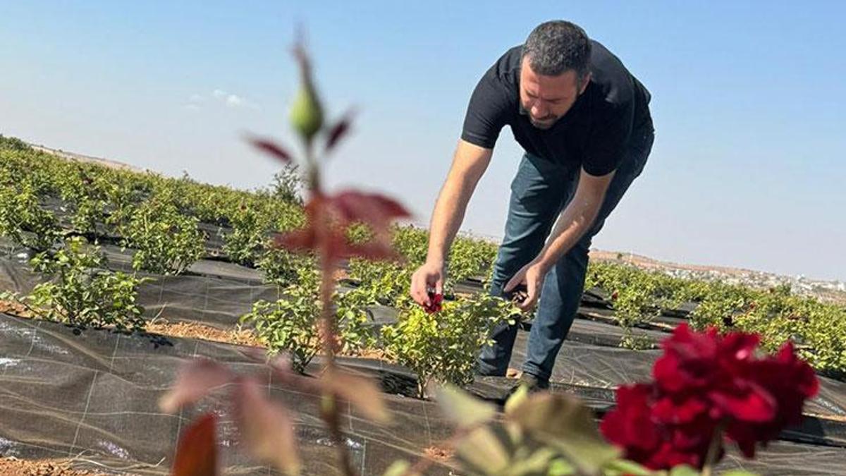 6 tonundan sadece 1 kilo yağ elde ediliyor! 1 litresi 42 bin euroya alıcı buluyor