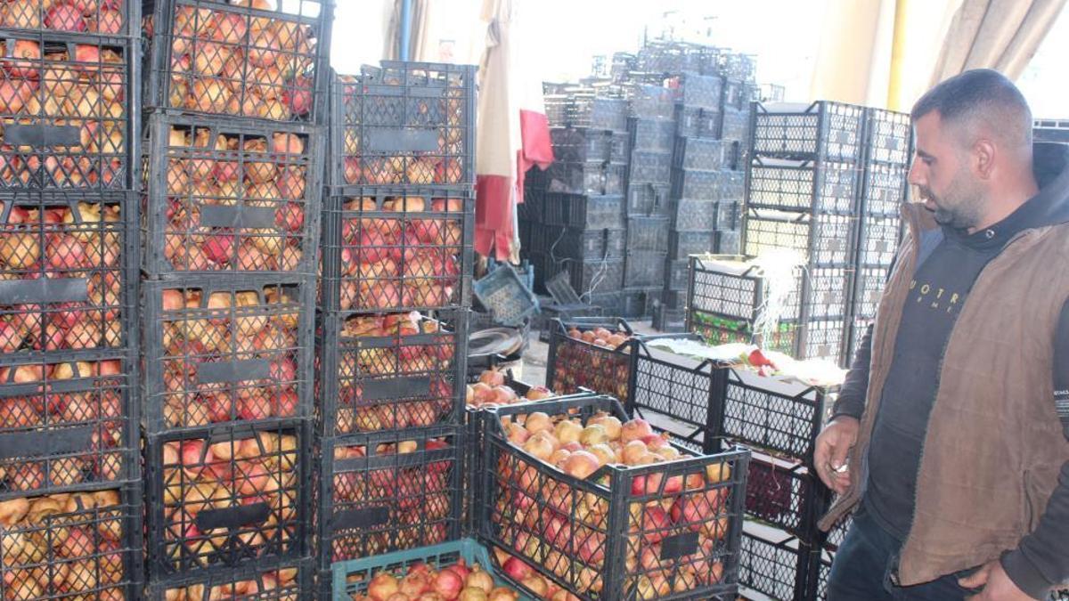 Siirt'te yetişen zivzik narı bağışıklık sistemini güçlendiriyor