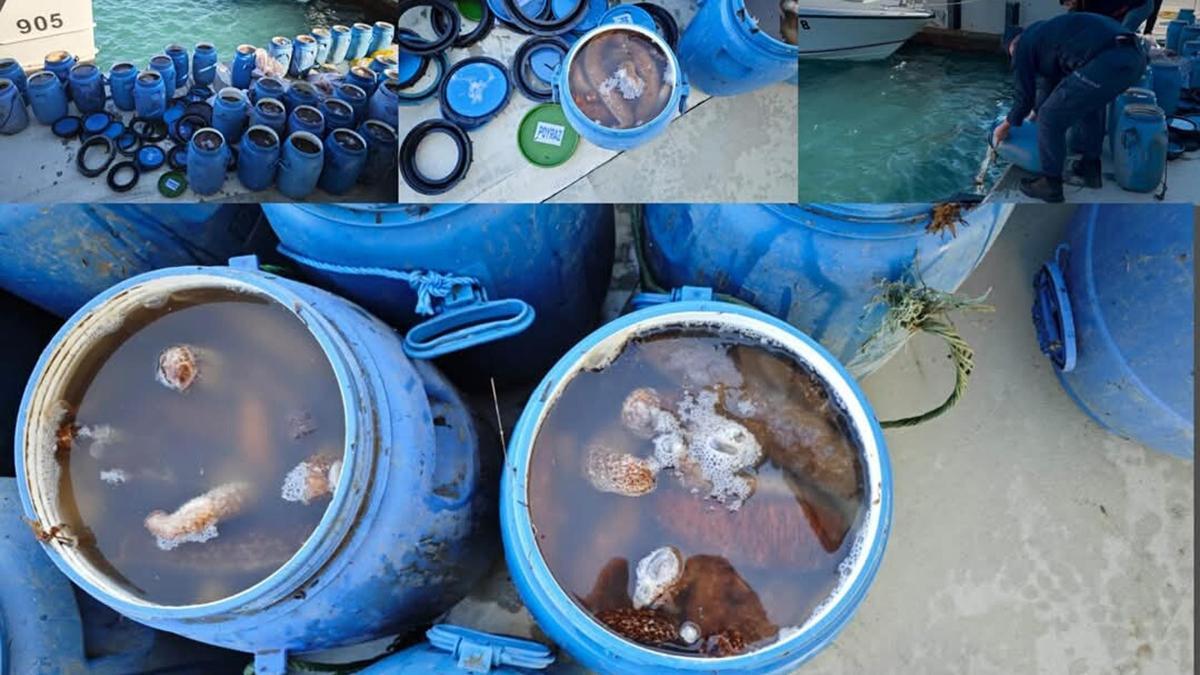 Balıkesir'de ele geçirilen 1200 kilogram deniz patlıcanı, denize geri bırakıldı
