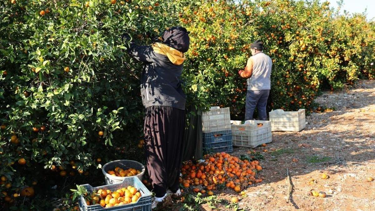 Çukurova'da tarım işçisi yevmiyeleri bin lira oldu