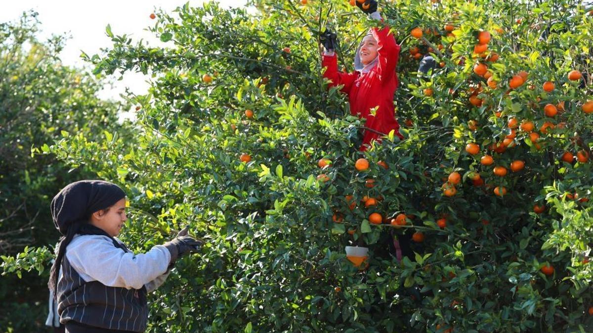 Narenciye ihracatında Doğu Akdeniz'den rekor