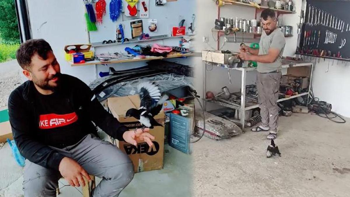 Diyarbakır'da 6 ay beslenen Reşo isimli karga doğaya bırakıldı