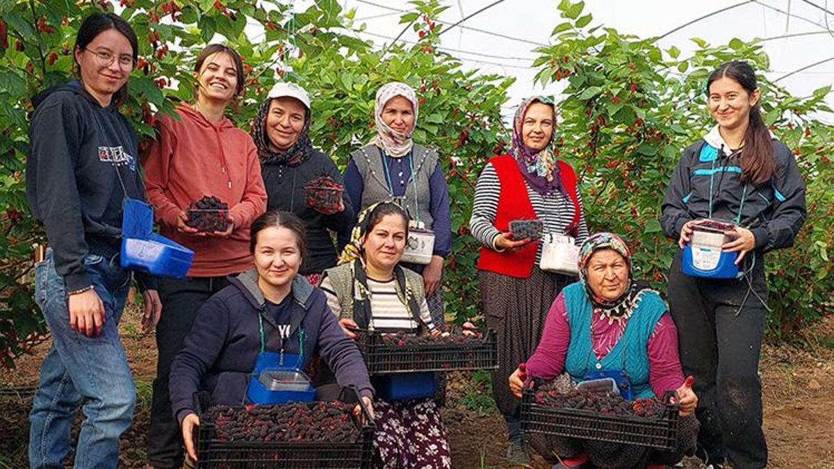 Silifke'nin dutları Dubai'ye ihraç ediliyor! Alternatif ürünün fiyatı üreticiyi memnun ediyor