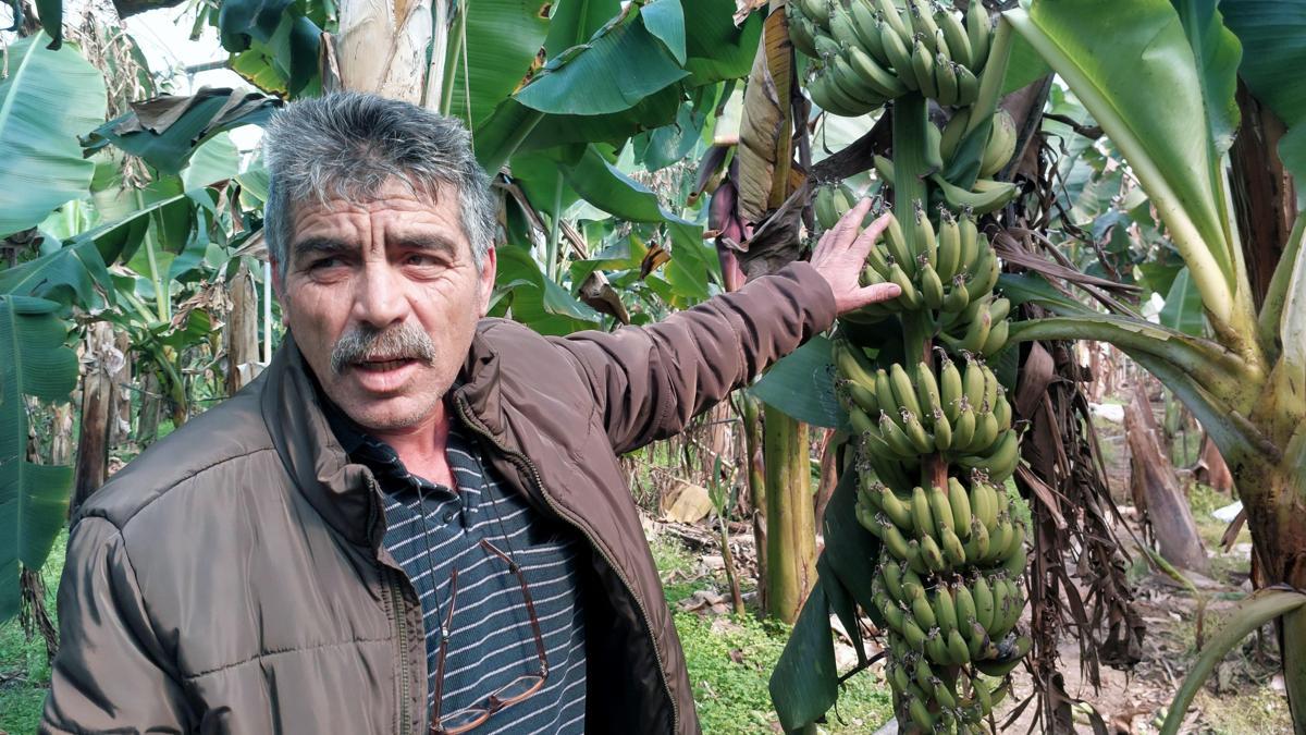 Silifke'de fırtına muz serasına zarar verdi