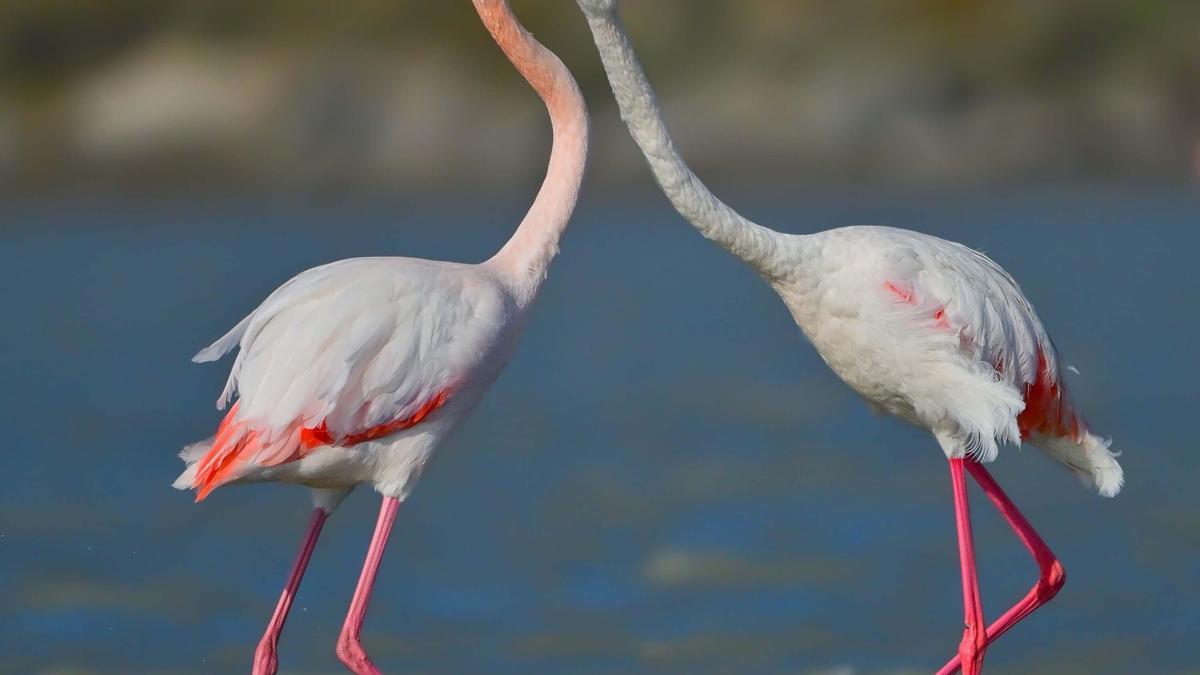 Gökçeada'da flamingoların 'kur' ve 'beslenme' dansı fotoğraflandı