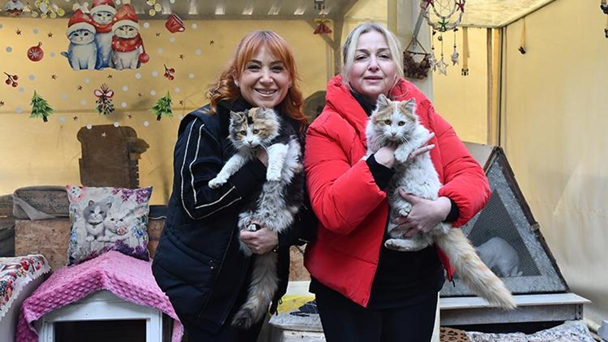 Adana'da çocukluk arkadaşlarının yaptıkları barınak 35 kediye yuva oldu
