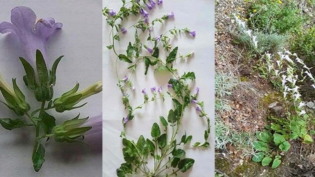 Aydın'da yeni bir çiçek türü bulundu; Kuşadası Çanı