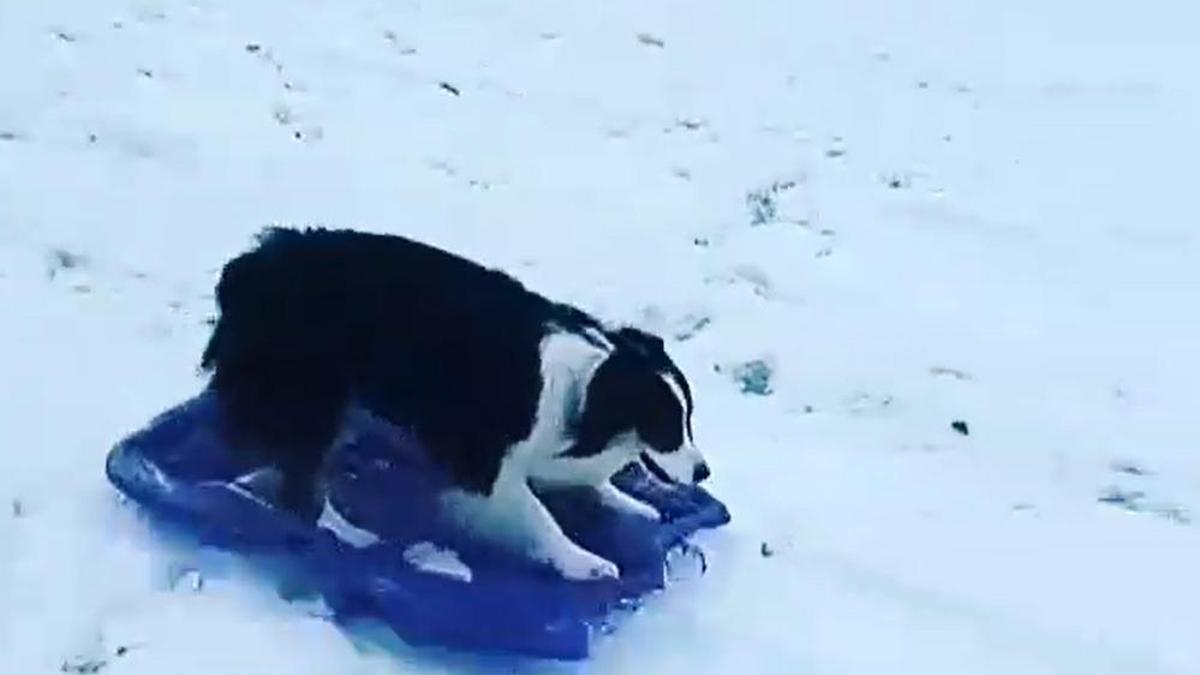 Köpek kızağa binerek kaydı