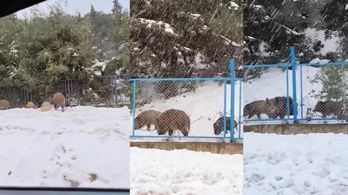 Aç domuzlar Eyüpsultan'a kadar indi! Kar yağışından dolayı yiyecek bulamayan domuzlar şehre indi