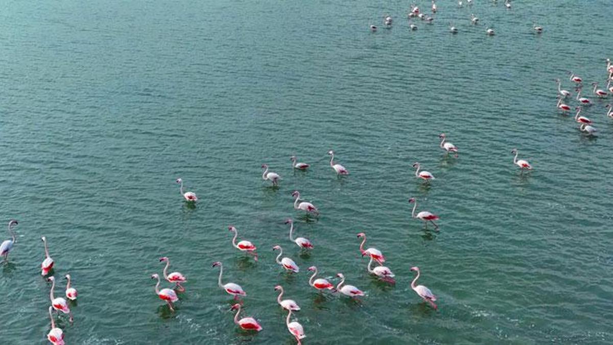 Akyatan Lagünü'nde flamingoların görsel şöleni