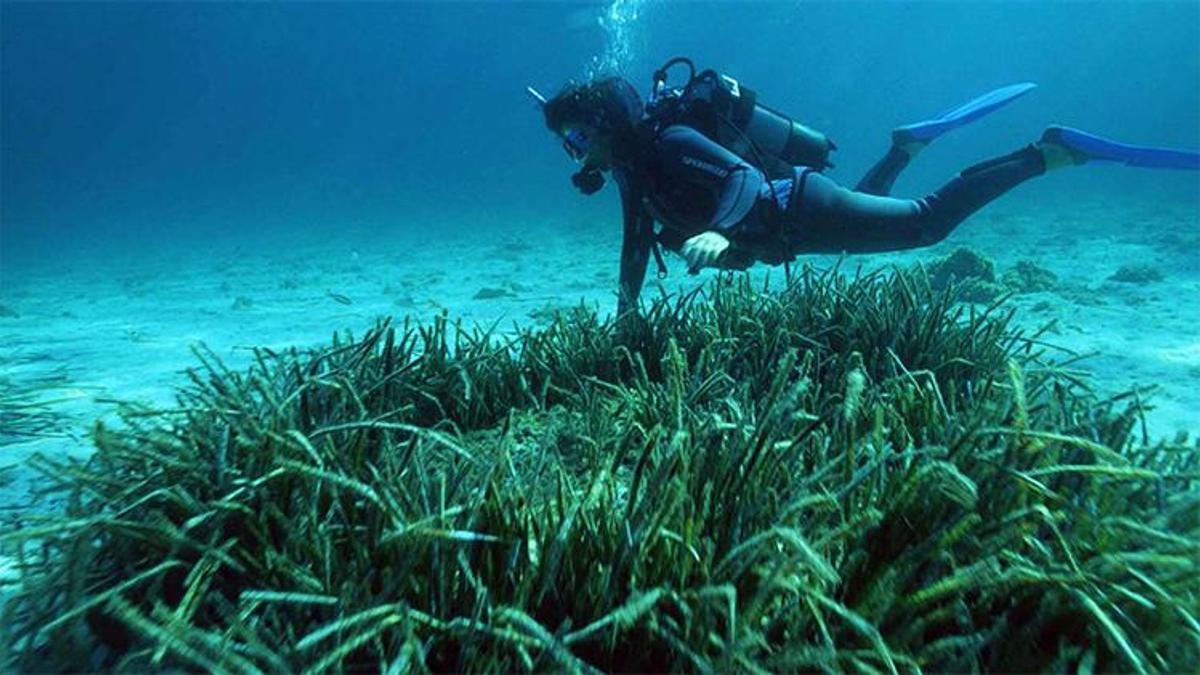 Denizin akciğerleri tehlike altında! Fethiye pilot bölge seçildi