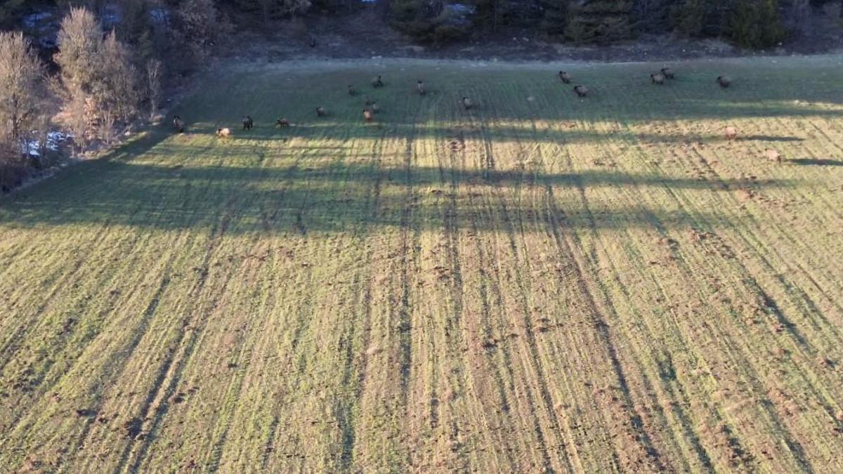 Domuz sürüsü dron ile görüntülendi