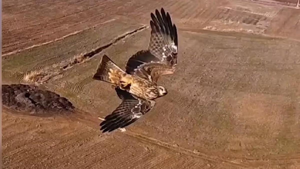 Kızıl şahinlerin dronla mücadelesi kamerada
