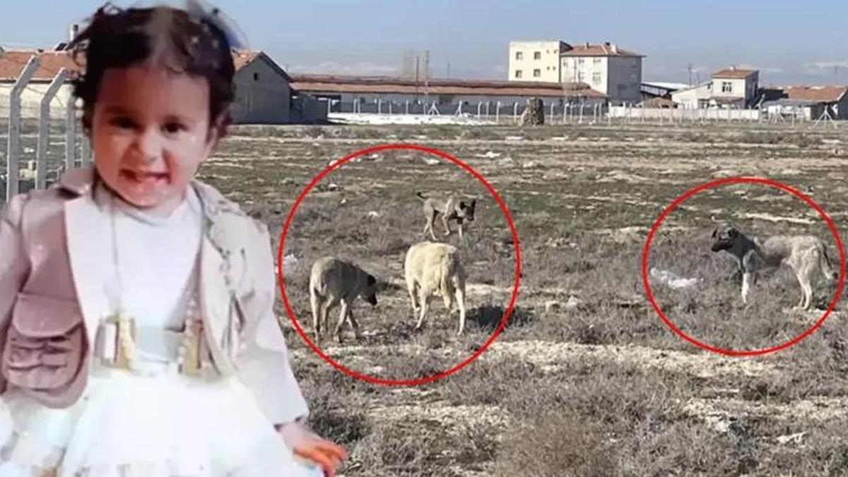 Konya'da köpeklerin saldırdığı Rana'nın ölümüne ilişkin soruşturma başlatıldı