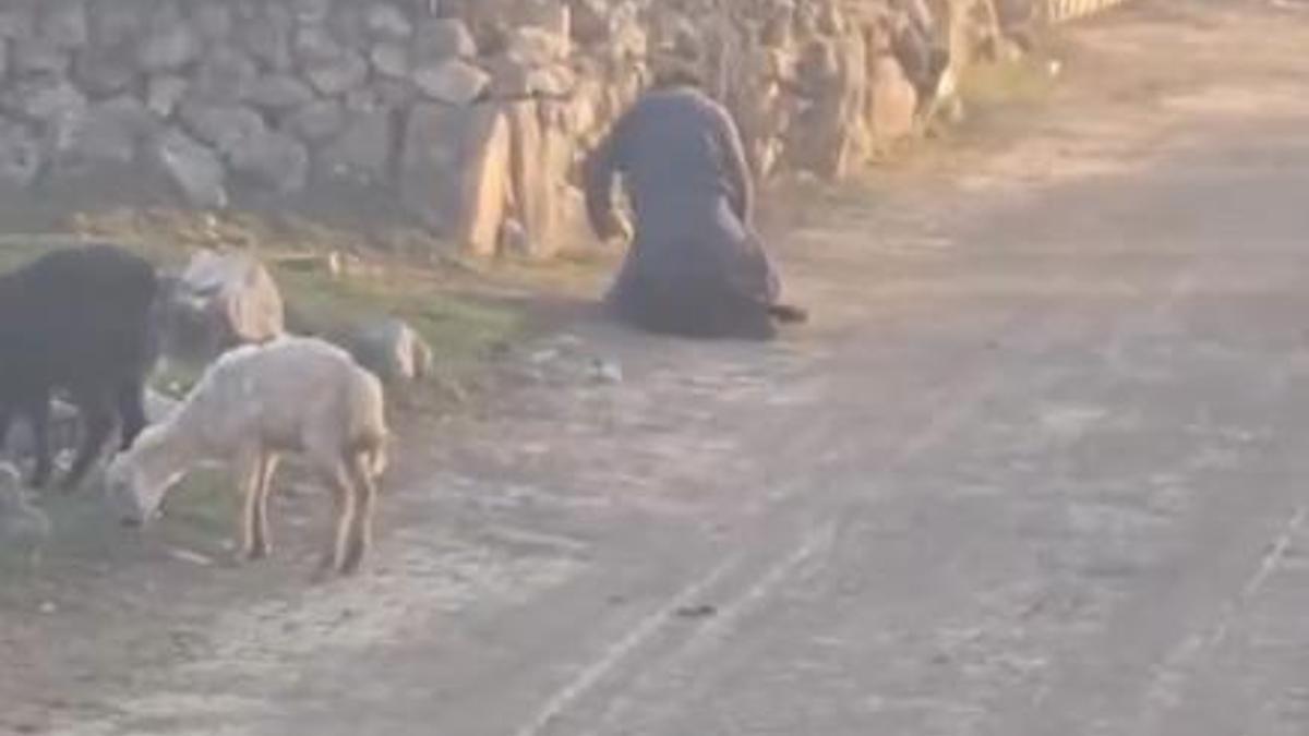 Koyuna kötü muamelede bulunan şüpheli gözaltına alındı
