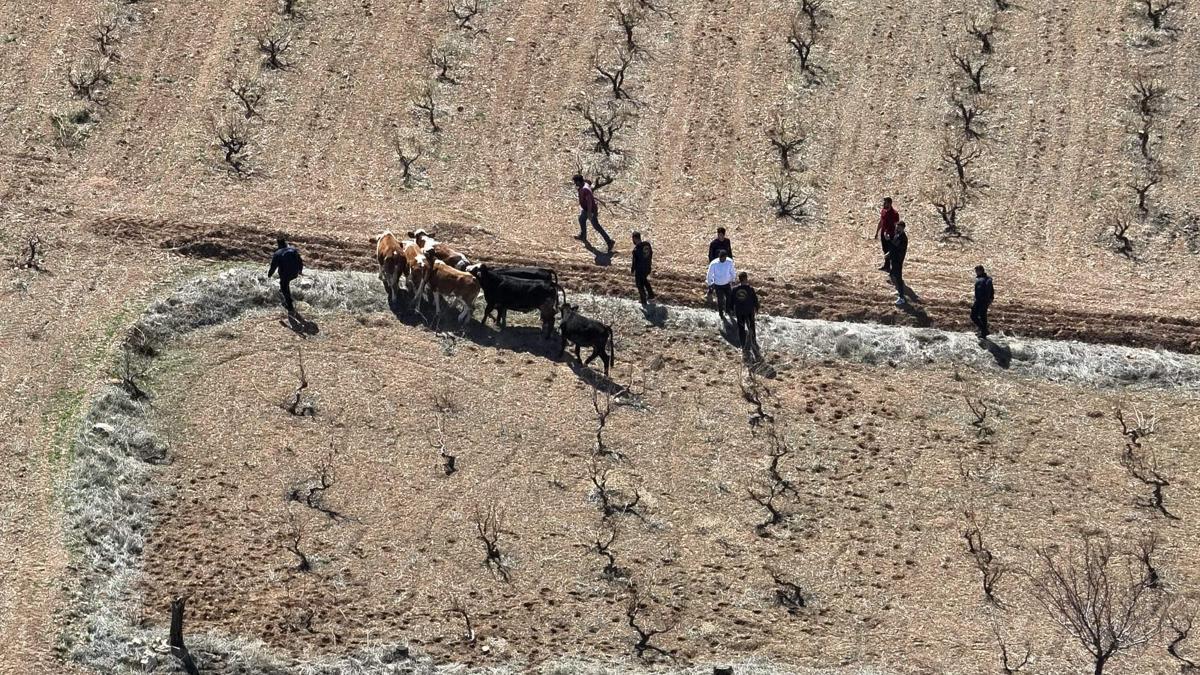 Nevşehir'de çalınan 10 büyükbaş hayvan, dron ile bulundu
