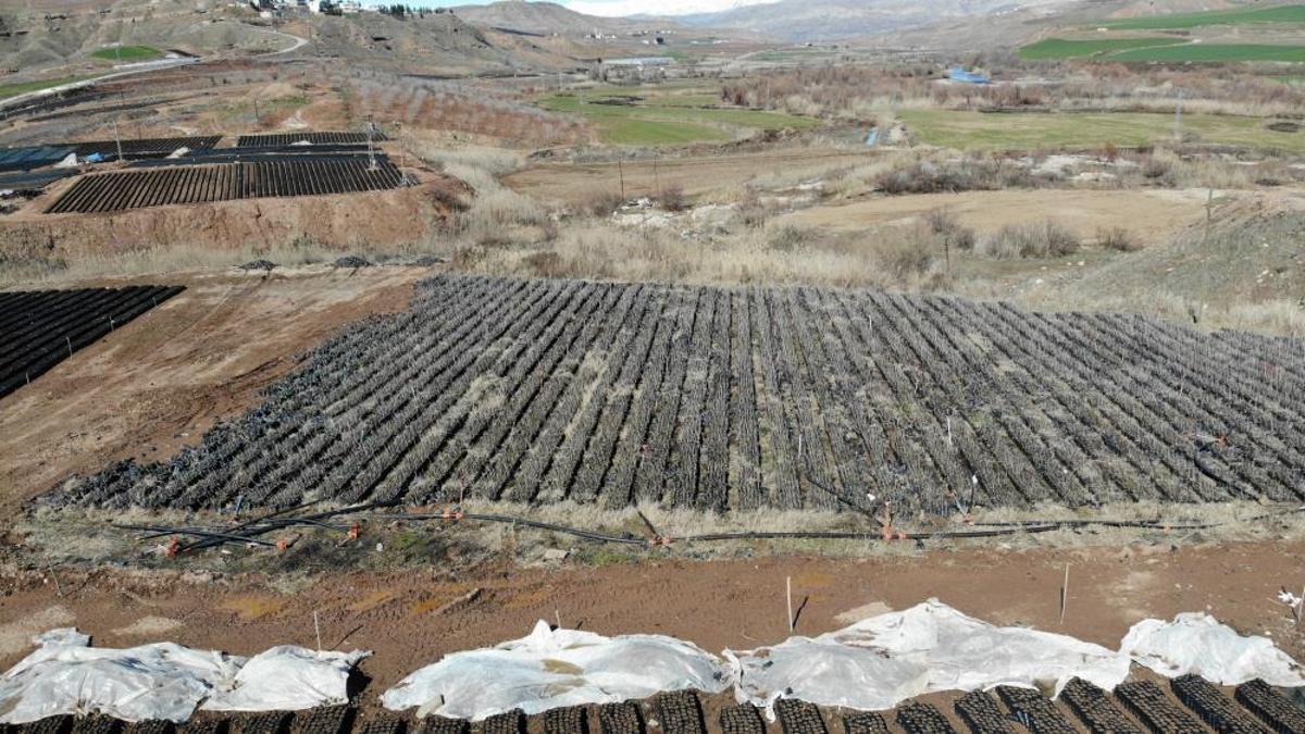Siirt, fıstık üretiminde Türkiye'nin merkezi oluyor