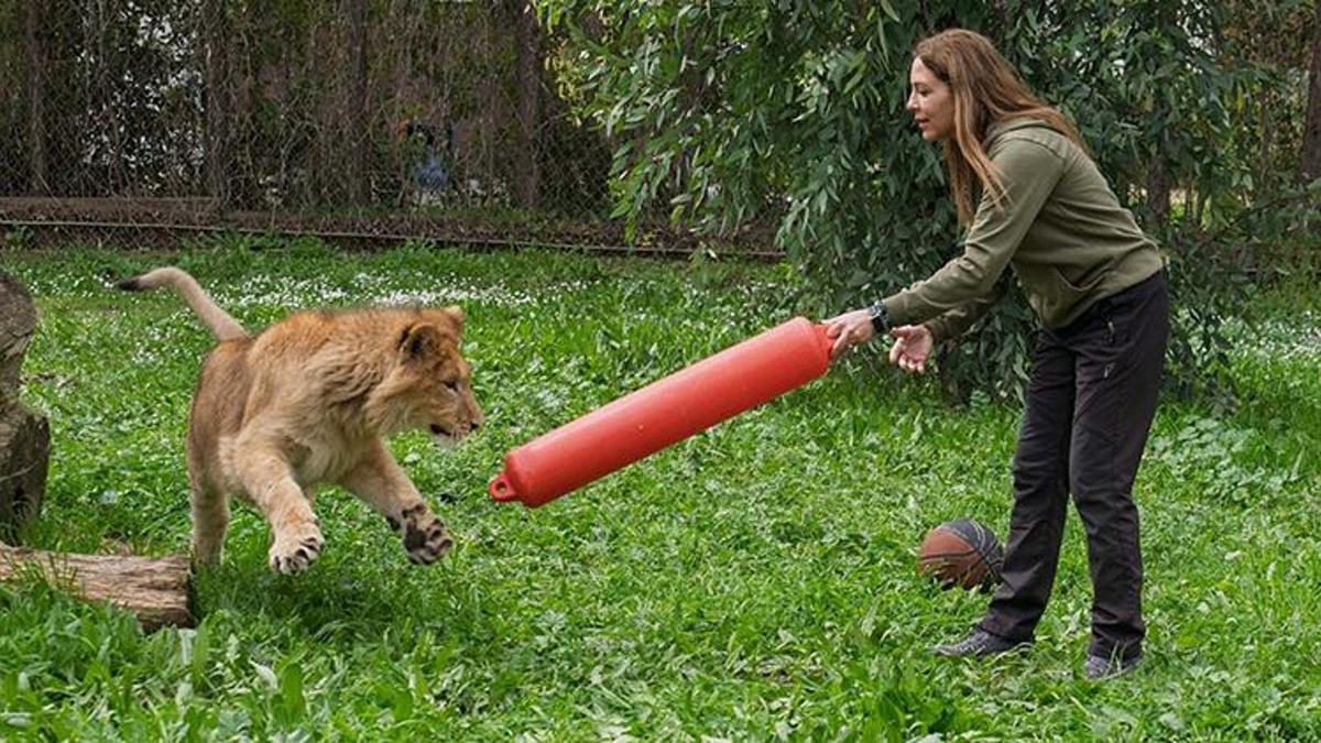 İzmir'de çiftlikten kurtarılan aslan koruma altına alındı