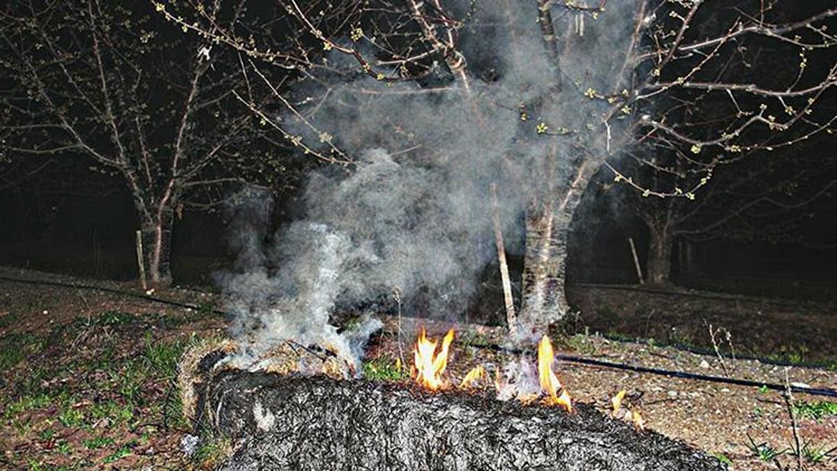Çanakkale'de çiçek açan ağaçları don vurdu! 'Zararımız ortalama yüzde 100'e yakın'