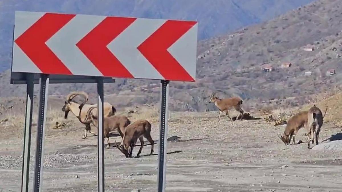 Adıyaman'da dağ keçileri kara yoluna indi