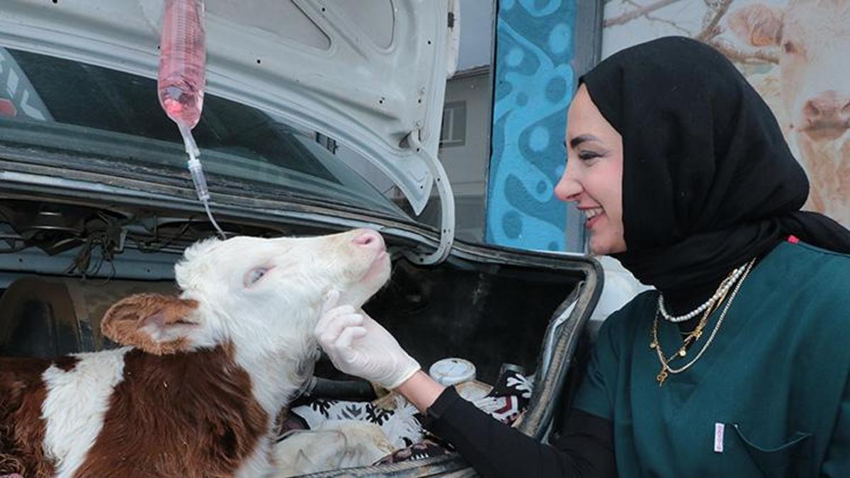 Yozgat'ta ilginç görüntü! Hastalanan buzağısını otomobiliyle veterinere götürdü