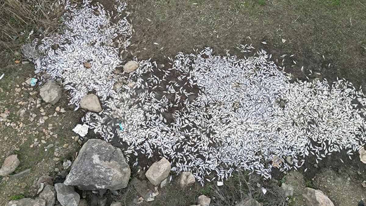 Bursa'da balık ölümleri nedeniyle inceleme başlatıldı