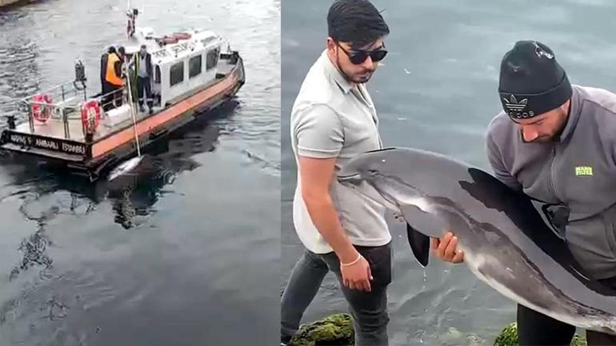 Avcılar'da kayalıklara sıkışan yunus balığı kurtarıldıktan saatler sonra cansız bedeni bulundu