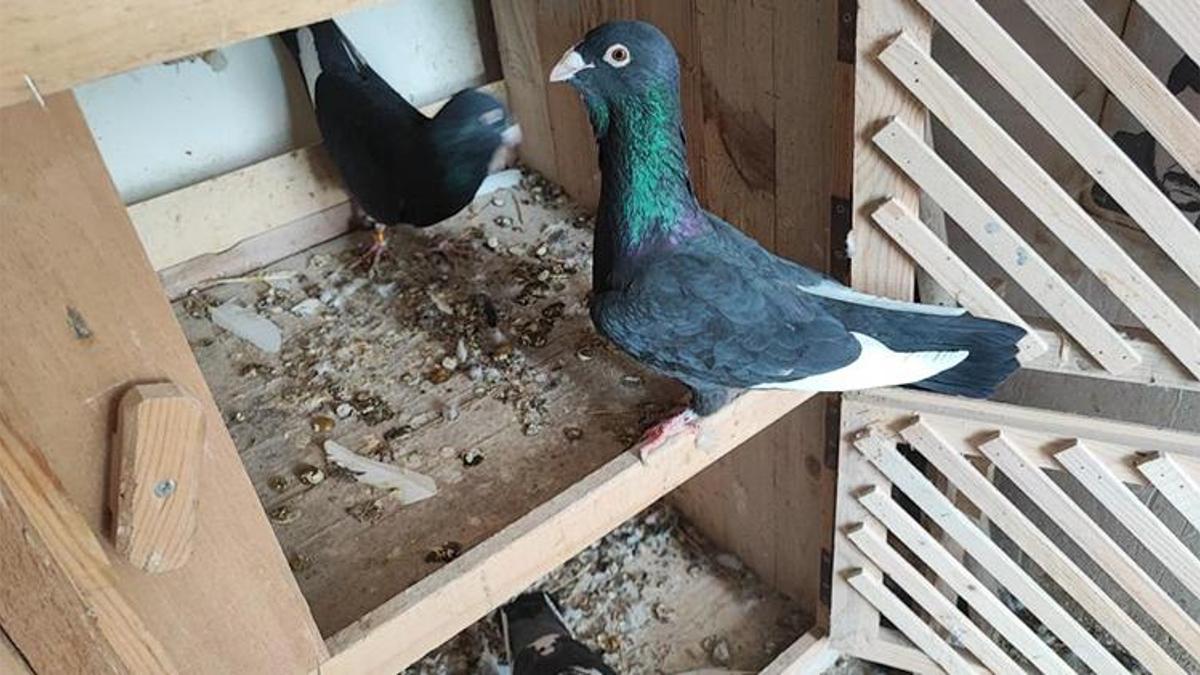 Adana'da kayıp iki güvercini bulana 20 bin lira ödül! 'Çocuğum gibi büyüttüm'
