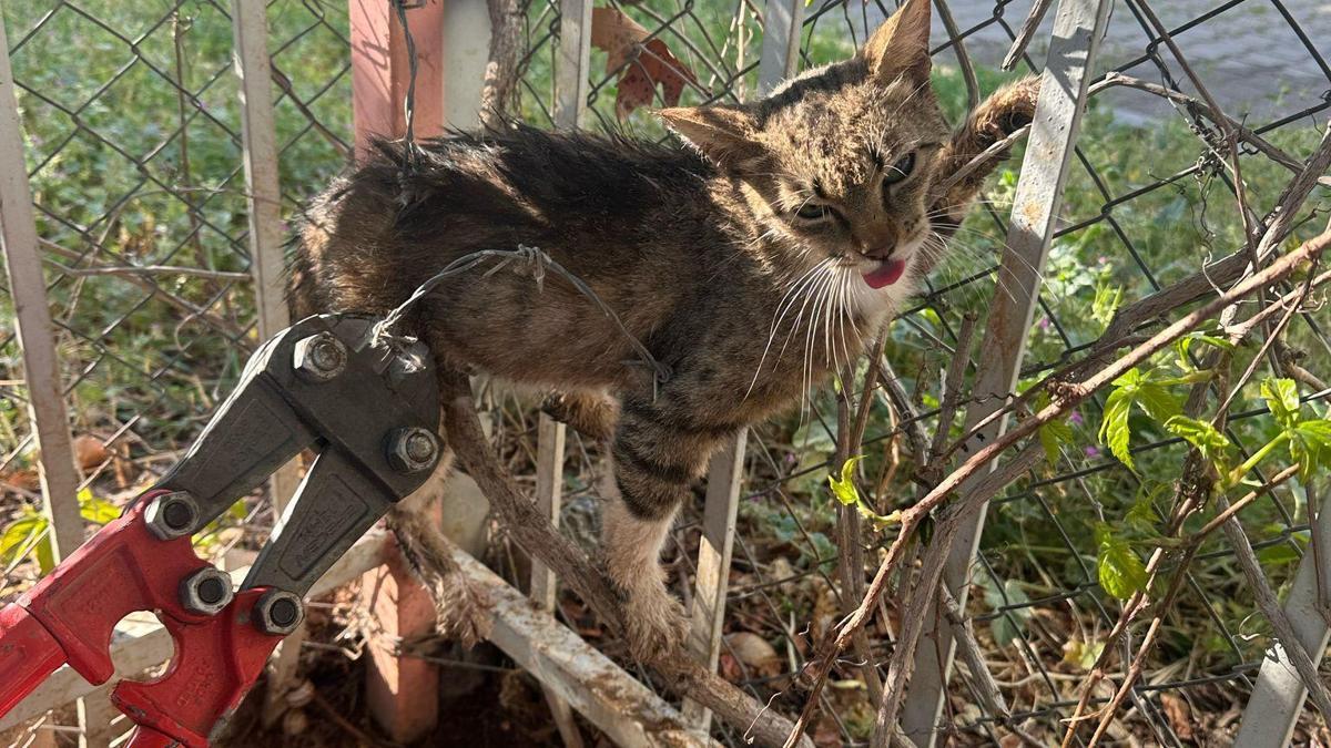 Bahçe demirine sıkışan kedi kurtarıldı