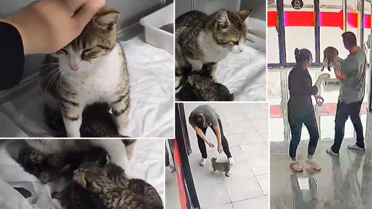 Hamile kedi doğum yapmak için veterineri seçti! İşte yürek ısıtan görüntüler