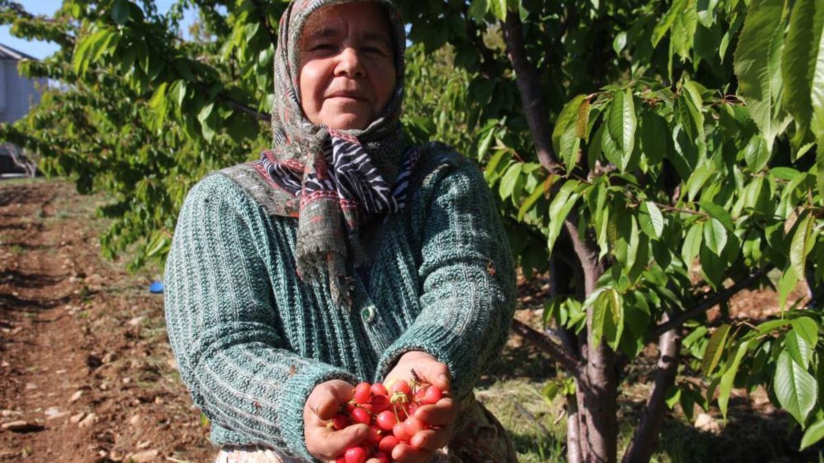 Yılın ilk hasadı Manisa'da yapıldı! Kilosu 3 bin 500 TL'den satıldı
