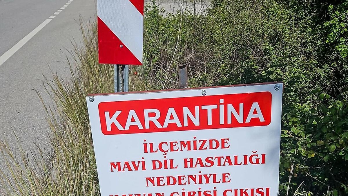 Datça'da 'mavi dil hastalığı' karantinası