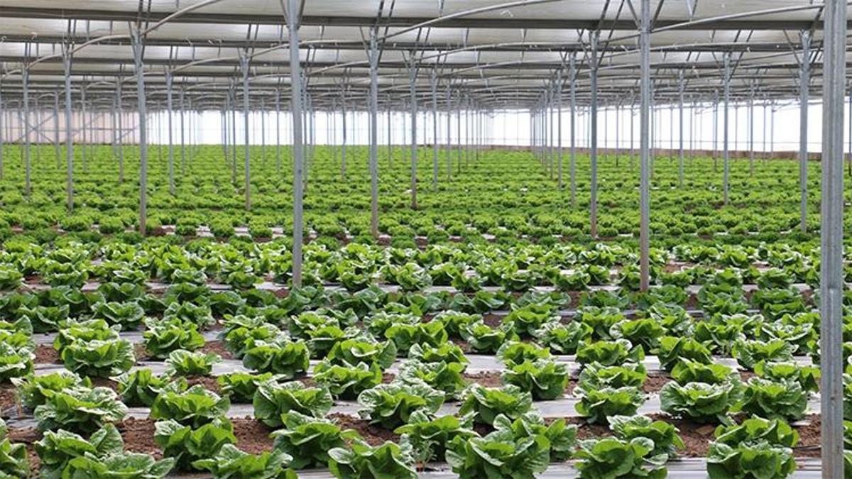 Erzincan seralarında yılda 3 ürün dönemi başladı