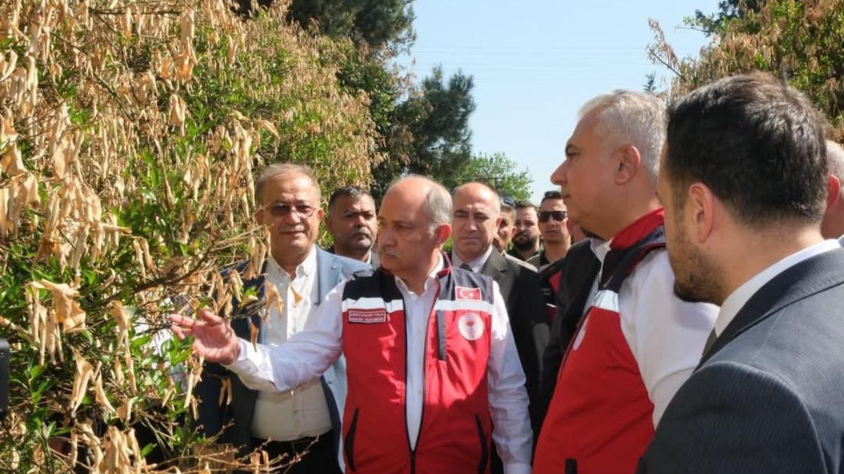 Hatay'da Zirai Don Felaketi: Tarım ve Orman Bakan Yardımcısı'ndan İnceleme