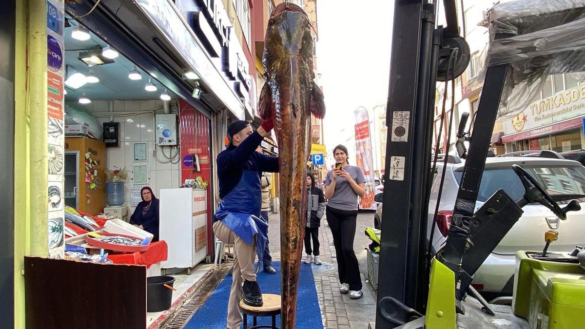 Meriç Nehri’nde yakalanan 3 metrelik yayın, kilosu 450 liradan satışta