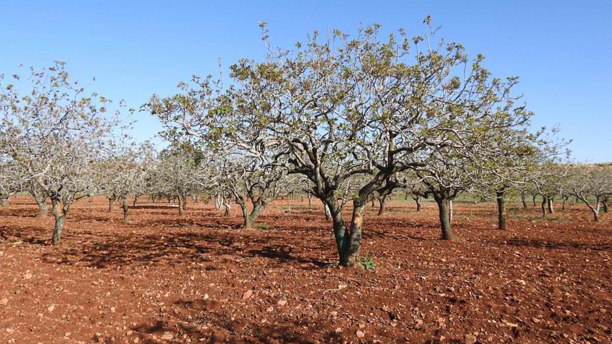 Zirai don Güneydoğu'nun en önemli tarım ürünü teğet geçti! Çiftçinin yüzü gülüyor