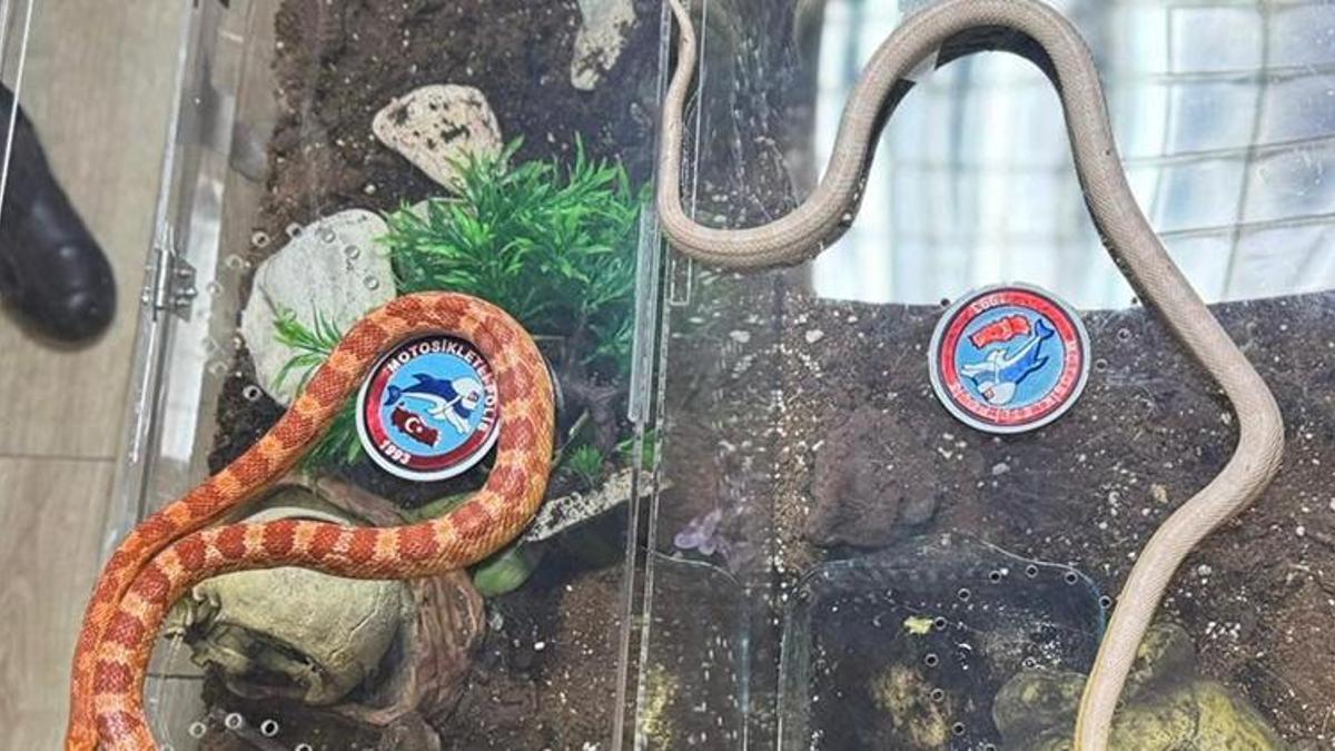 Sarıyer'de durdurulan aracın bagajından zehirli yılanlar çıktı!