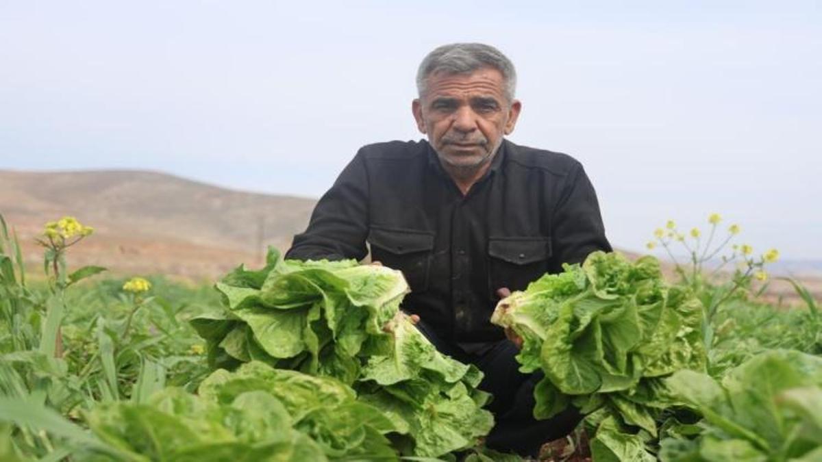 Amik Ovası'nda yaşanan kuraklık marul hasadında verimi olumsuz etkiledi