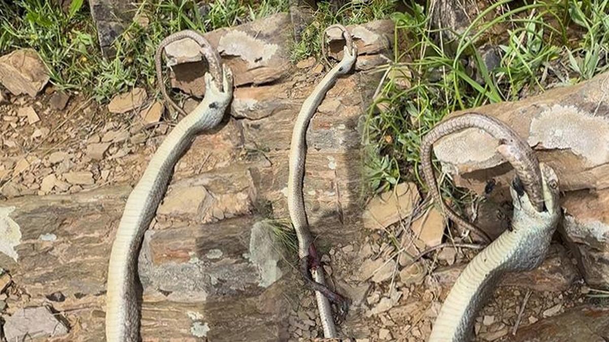 Doğa yürüyüşünde görüntüledi! Büyük yılan küçük yılanı yutarken telef oldu