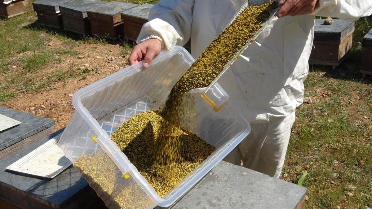 Bahar meyvesini verdi! Şifa deposu için hasat başladı