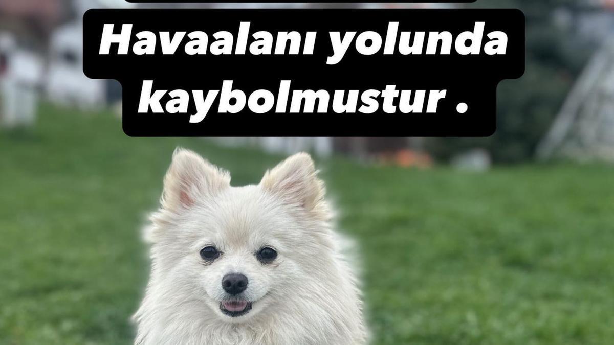 Erzurum'da Kaybolan Köpek İçin 50 Bin Lira Ödül