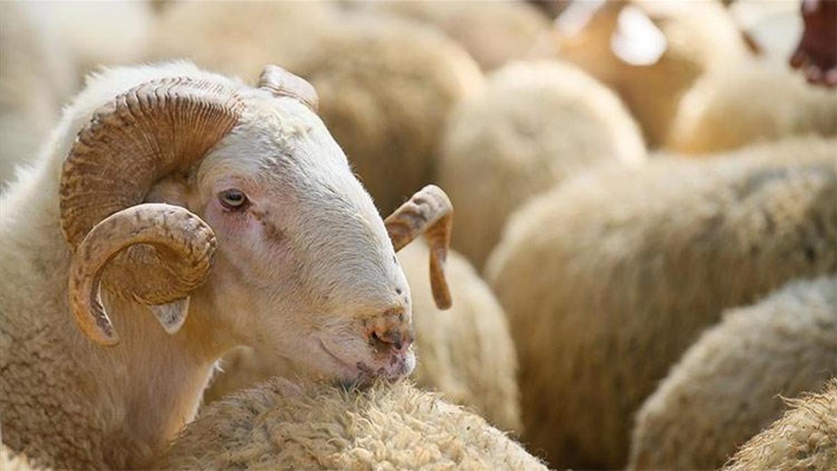 2025 yılı kurban kesim bedeli belli oldu!
