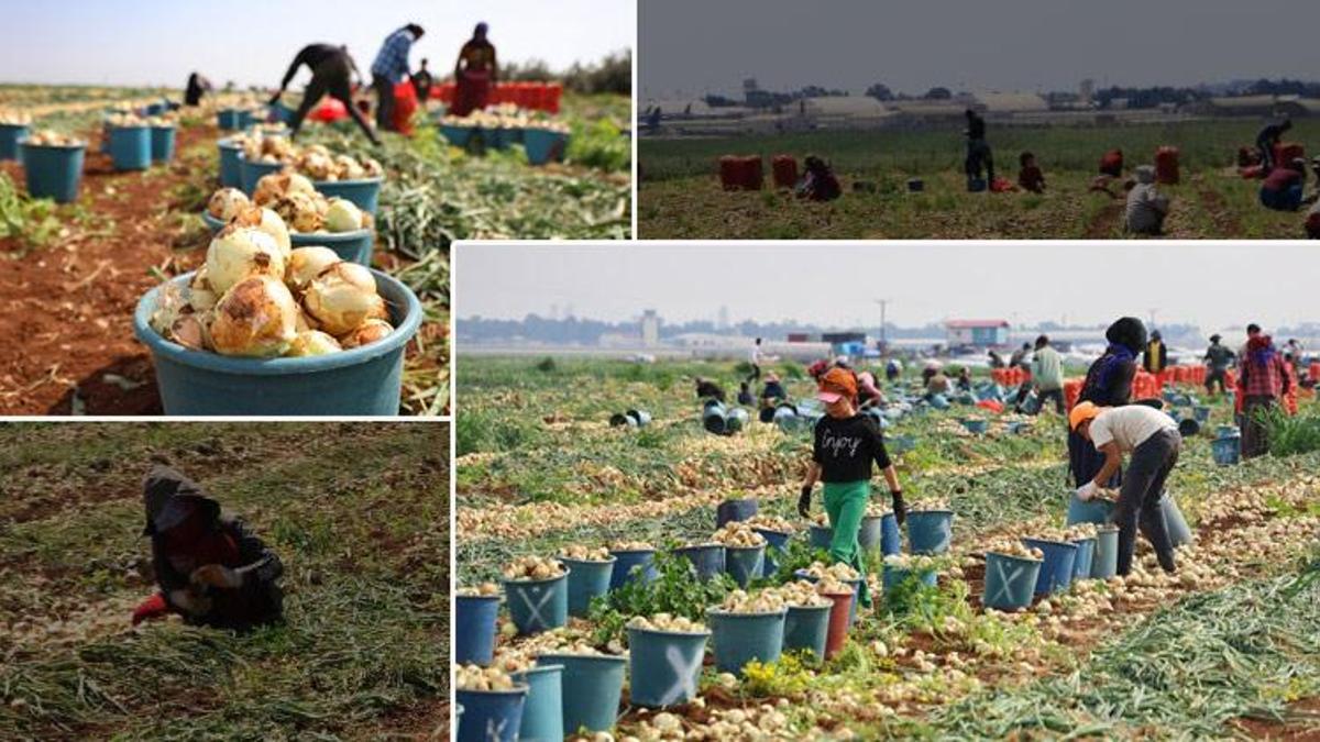 Tarlada fiyatı 7 TL! 'Zincir marketler piyasa dengesini bozuyor'