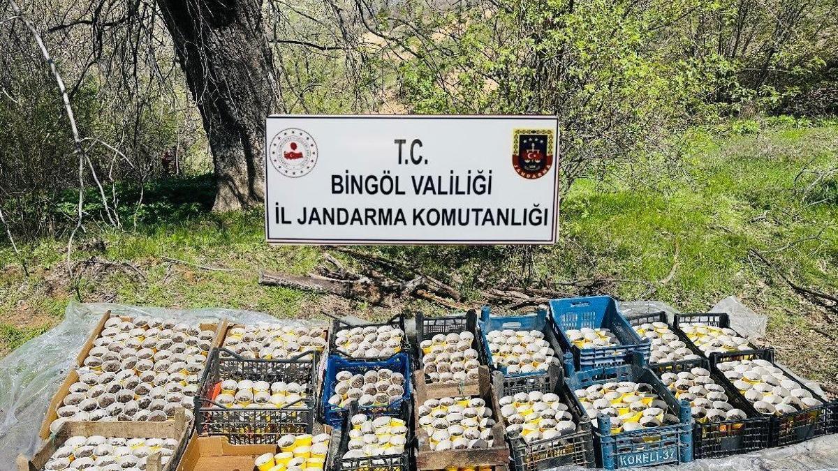 Bingöl'de Pet Bardaklarda 480 Kök Hint Keneviri Ele Geçirildi