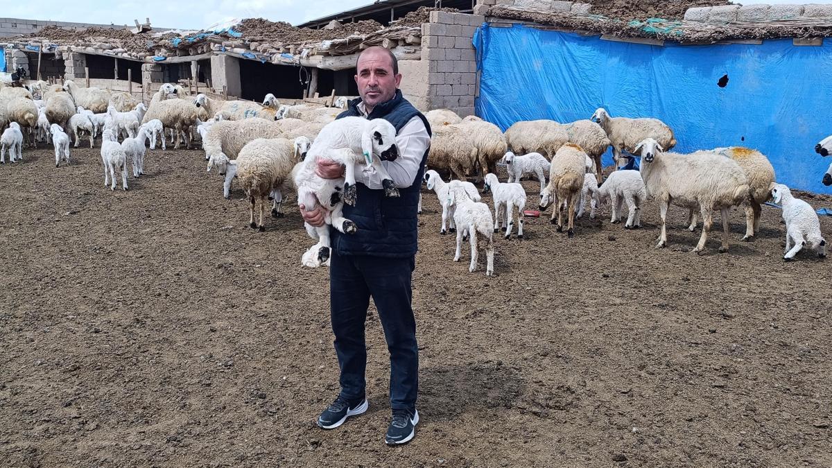 Kayseri'de 600 Küçükbaş Hayvanı Olan Besici, Çoban Bulamıyor
