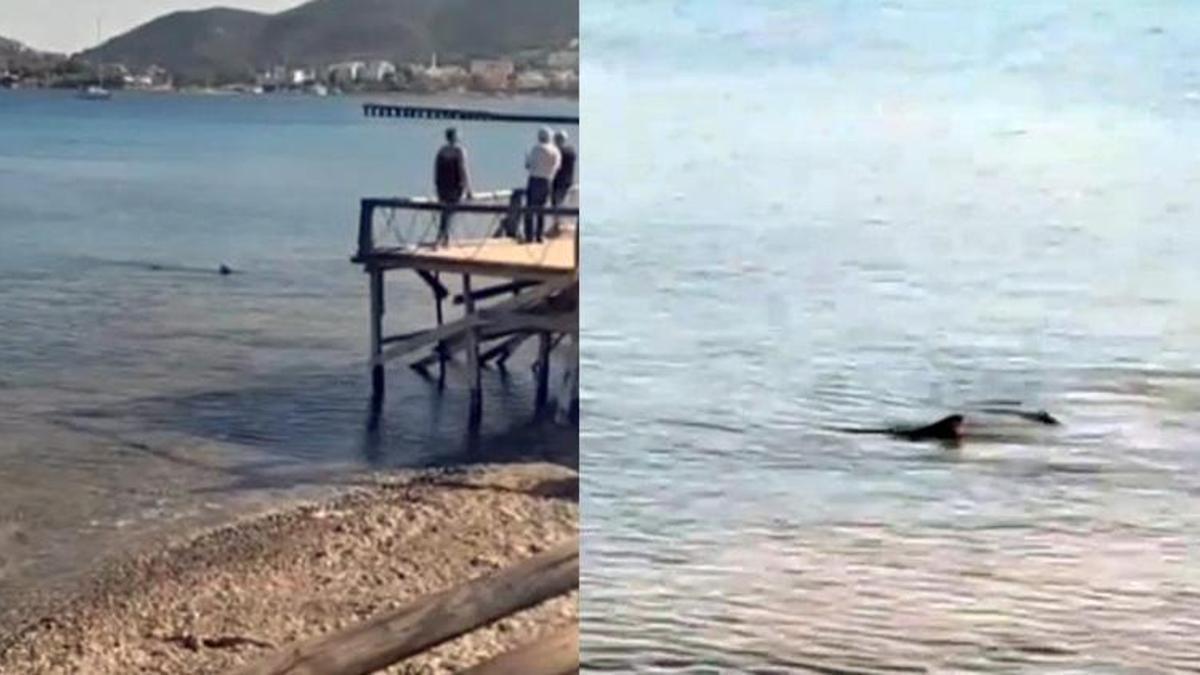 Turistik bölgelerde köpek balığı telaşı! 'Sahillerde köpek balığı görülmesi artık kaçınılmaz'