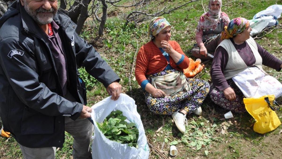 Nisan'da boy verdi, mayıs sonuna kadar toplanıyor! Sason'un meşhur gülük pancarı tezgahlarda