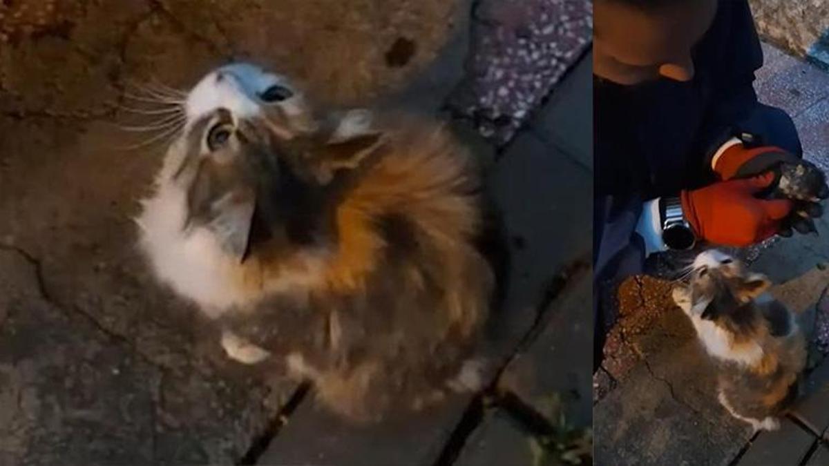 Kırıkkale'de bir kedi yağmur suyundan etkilenen yavrusunu itfaiyeye götürdü